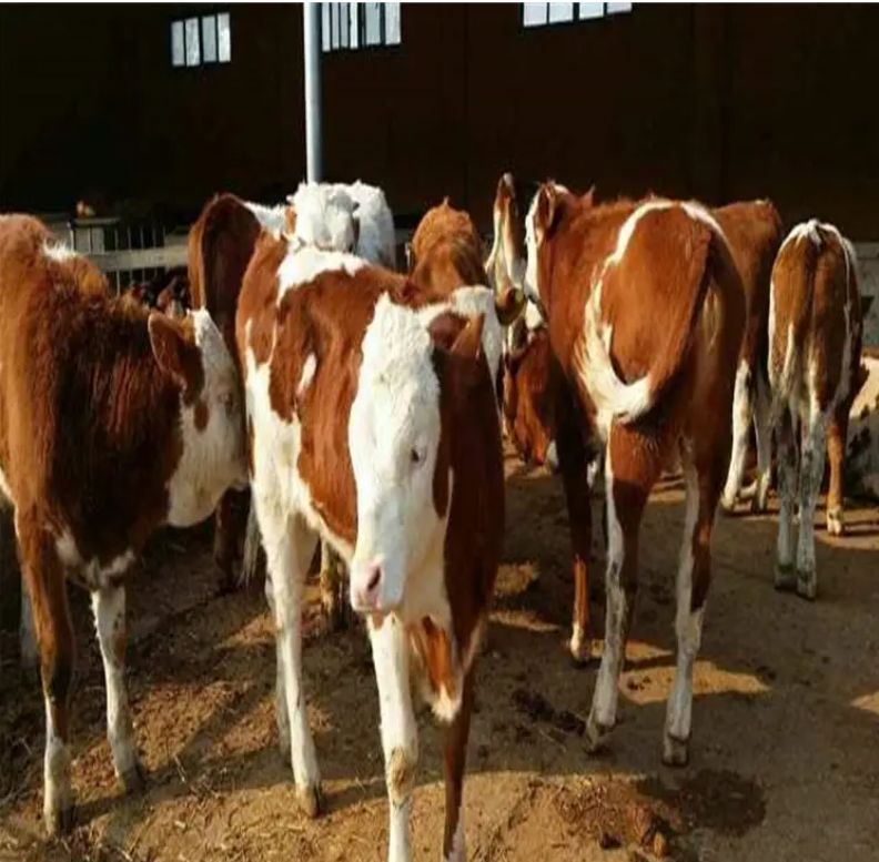 四川西门塔尔牛养殖场 肉牛养殖基地