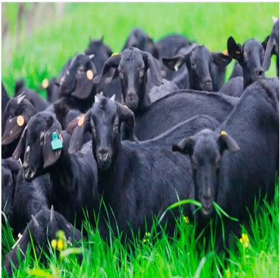 黑山羊养殖基地 黑山羊供应 黑山羊出售 黑山羊批发市场