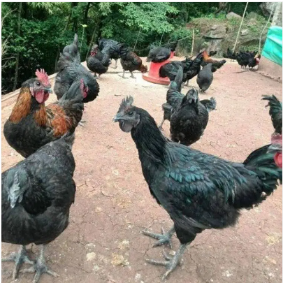 四川省宜宾市兴文县乌骨鸡鸡苗 泸州黄羽乌骨鸡苗批发价格2000只起定