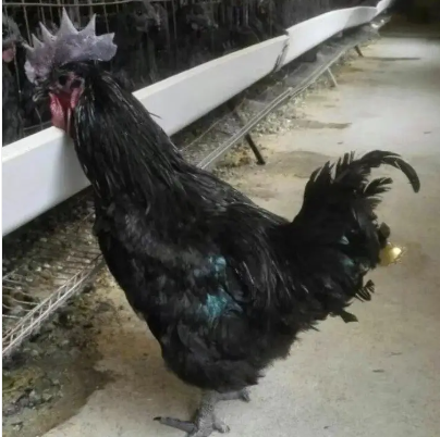 四川省宜宾市兴文县乌骨鸡鸡苗 泸州黄羽乌骨鸡苗批发