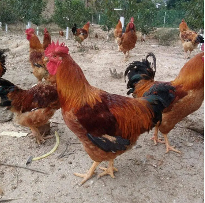 杂交红毛大公鸡苗 红毛鸡苗价钱