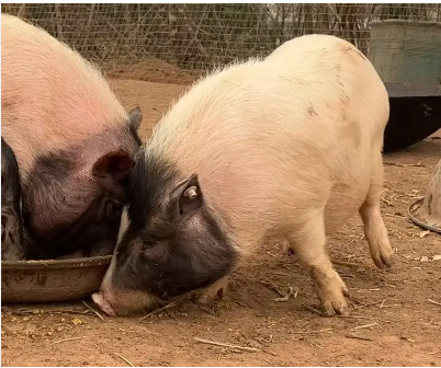 跑山生态两头乌 外貌清秀可爱 撵不到养殖 加工定制 全国供应