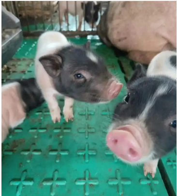 优质纯种巴马香猪厂家批发 快速发货 身体健康 欢迎选购