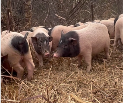 跑山生态两头乌 外貌清秀可爱 撵不到养殖