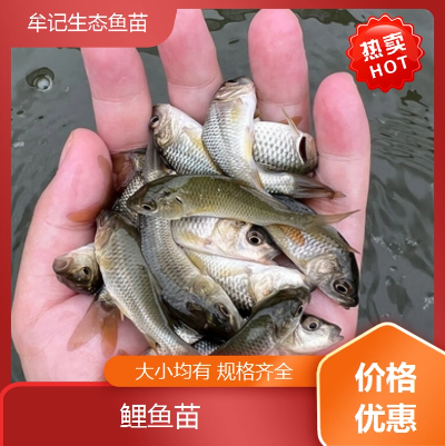 成品鲤鱼苗 专业淡水鱼养殖 生长迅速