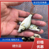 成品鲤鱼苗 专业淡水鱼养殖 生长迅速