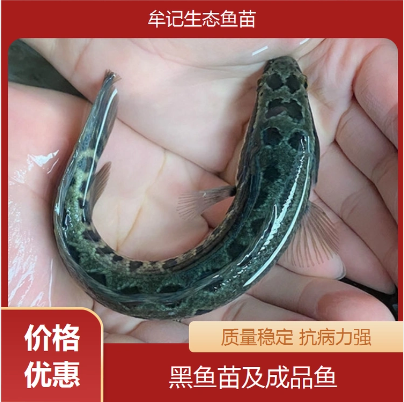 黑鱼成品鱼苗 种源优 无害病 发货快 提供技术扶持