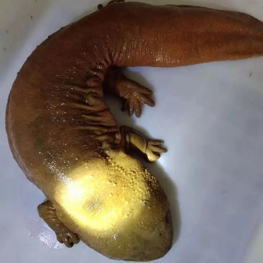 合作社直供便宜娃娃鱼 人工养殖娃娃鱼直供