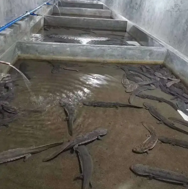 合作社直供便宜娃娃鱼 人工养殖娃娃鱼直供