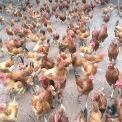 三黄鸡，土鸡出售