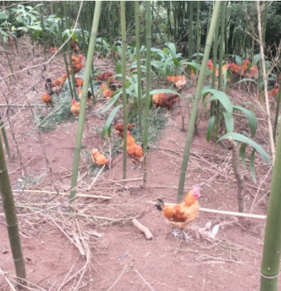 三黄鸡，土鸡出售