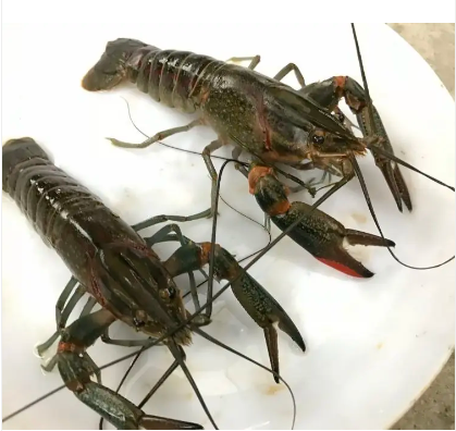 人工养殖 生态淡水螯虾苗 小龙虾苗 支持活体运输