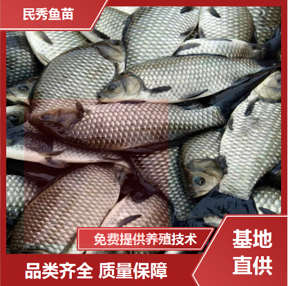 成品鱼种 淡水养殖基地批发 活体运输