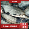成品鱼种 淡水养殖基地批发 活体运输