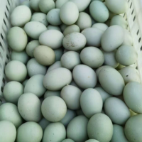 散养鸡，绿壳鸡蛋，生态产品放心选购