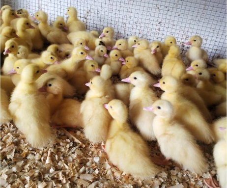 批发小黄鸭苗产蛋鸭苗批发江南一号青壳四号