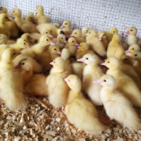 批发小黄鸭苗产蛋鸭苗批发江南一号青壳四号