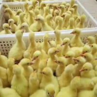 黄土鸡苗母苗三黄土鸡苗小种纯种细高脚