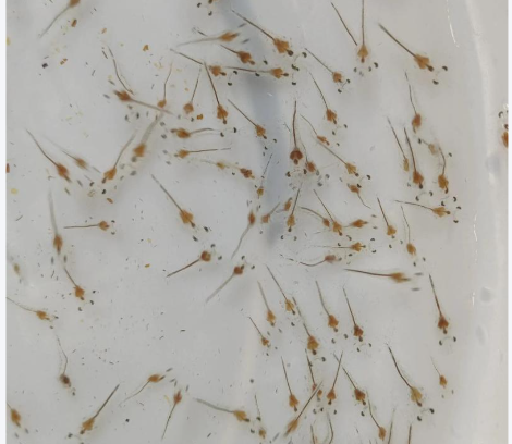 泥鳅大量现货当天下单发货鲜活泥鳅全国包邮