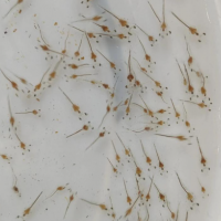 泥鳅大量现货当天下单发货鲜活泥鳅全国包邮