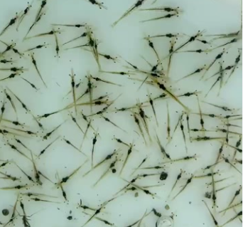 黄鳝汈汊湖大黄鳝鳝鱼鲜美长鳝鱼滋补鳝丝生态淡水鱼氧包发货包活