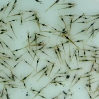 黄鳝汈汊湖大黄鳝鳝鱼鲜美长鳝鱼滋补鳝丝生态淡水鱼氧包发货包活