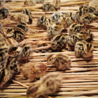 红玉种公鸡 红玉种蛋